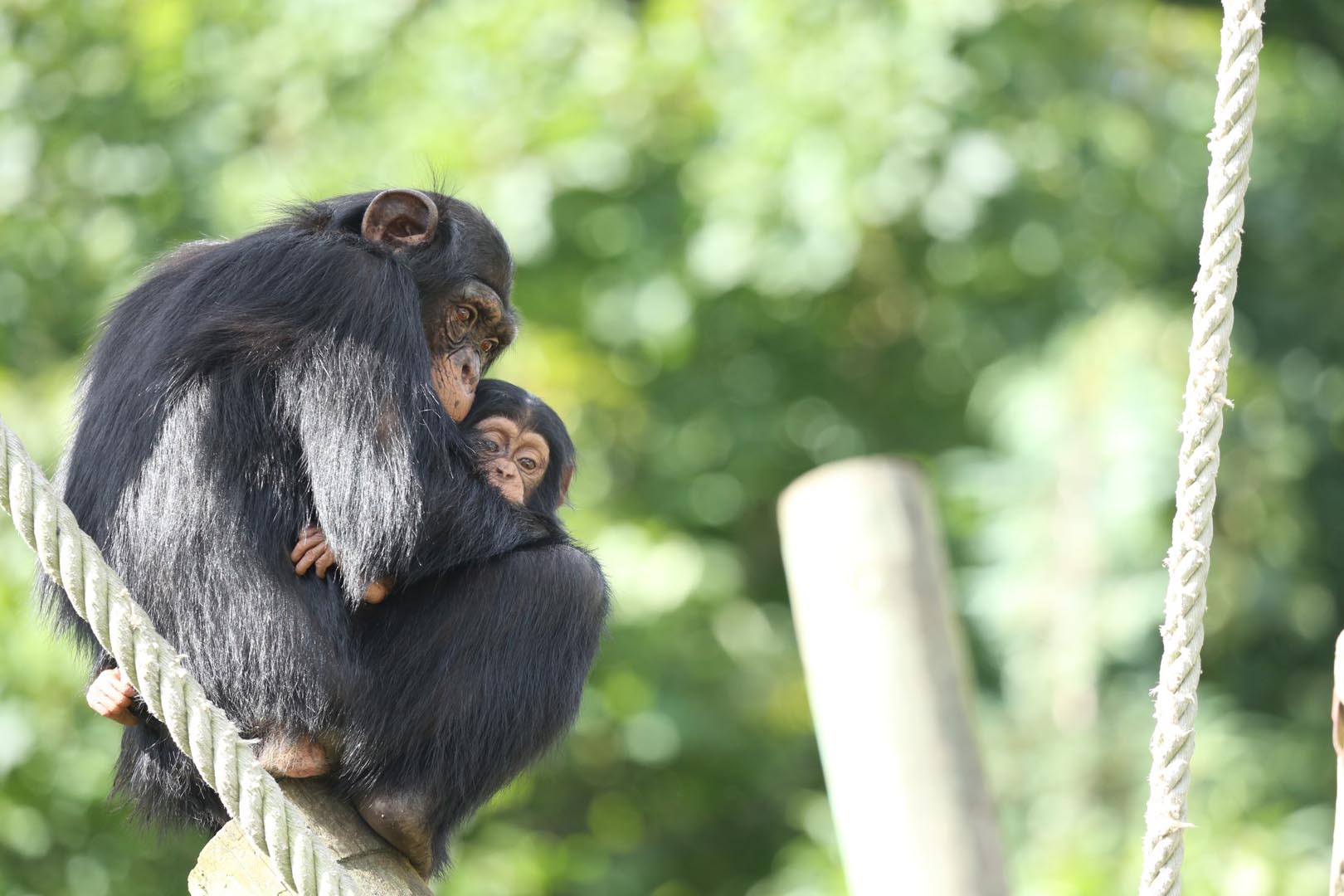 Chimpanzees Masindi Velu

Image: KATE GROUNDS